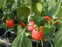 Greenhouse Pepper Training Clips