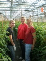 Greenhouse Vegetable Harvesting