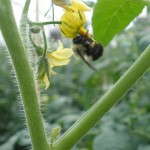 Greenhouse Tomato Bees