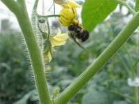 Greenhouse Tomato Bees