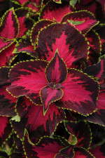 Coleus 'Chocolate Covered Cherry' from PanAmerican Seed