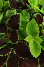 Coleus Chocolate Symphony Fuseables from PanAmerican Seed