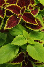 Coleus Under the Sun Fuseables from PanAmerican Seed