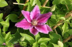 Clematis at six to eight weeks–Roseville Farms
