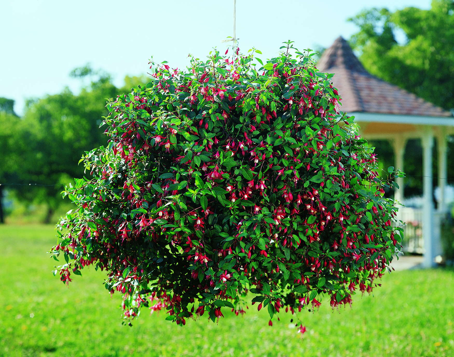 Spring Production Of Angel Earrings Fuchsia - Greenhouse Grower