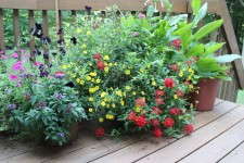 Patio containers, patio gardening
