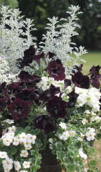 The Chic Black & White annuals mixes feature a varieties of black and white flower combinations.