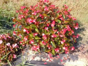 Begonia 'Whopper Rose Bronze Leaf' (Ball)