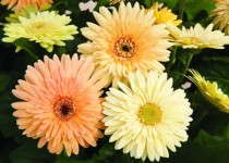 The National Garden Bureau's 2013 Crops of the Year Are…Gerbera