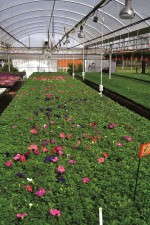 Petunias that were grown under deep red/white LED lamps flowered 10 to 14 days earlier than plants grown under natural daylight.