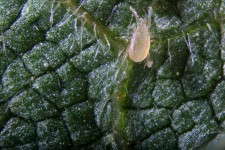 Exposure to pesticide residues may reduce the ability of natural enemies like Amblyseius californicus to locate prey.