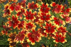 Coreopsis 'Summer Punch'