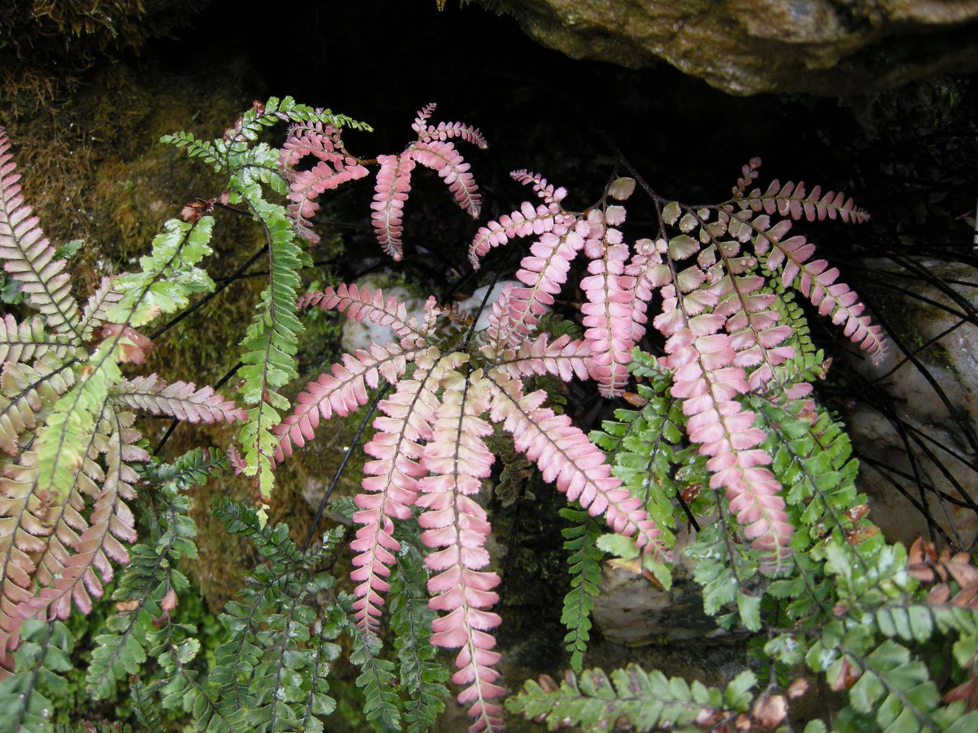 Colorful Ferns For Growers - Greenhouse Grower