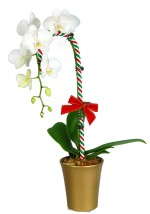 Phalaenopsis 'Waterfall' accessorized for Christmas.
