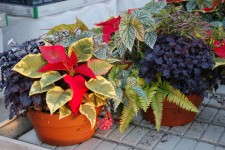 For the 2011 and 2012 seasons, Peace Tree Farms experimented with poinsettia combinations that included houseplants such as ferns, begonias, herbs and scented geraniums.