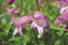 A hardy variety, Penstemon xmexicali 'Sweet Joanne' has large, long-lasting flowers.
