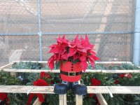 Some retailers got creative with their Christmas-time poinsettia marketing, like this Santa plant at Walmart.