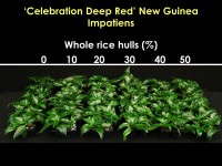 Cuttings of 'Celebration Deep Red' New Guinea impatiens propagated in substrates containing 50 percent peat moss and (from L to R) 0 to 50 percent whole rice hulls and 50 to 0 percent perlite.