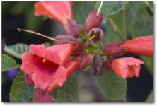 'Atomic Red' Trumpet Vine from First Editions