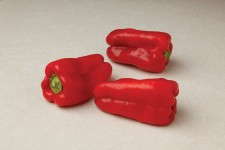 Capsicum 'Red Belt' (pepper)