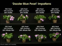 Fig. 1.  Growth and development of Impatiens ‘Dazzler Blue Pearl’ grown in substrates containing 20 percent perlite or whole parboiled rice hulls and (from L to R) 70 to 40 percent peat moss and 10 to 40 percent ground parboiled rice hulls after four weeks.