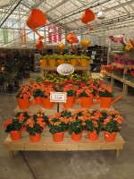 Last year, Petitti/Casa Verde trialed the Color Your Garden concept, which matched 8-inch flowering plants with matching pots. It was a success, so this concept will be fine-tuned for 2013. They retailed for $12.99.