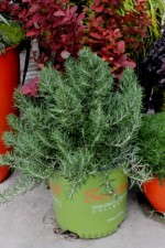 'Chef's Choice' rosemary from the Sunset Western Garden Collection reportedly has twice the amount of oil content as traditional rosemary.