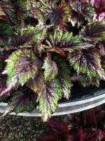 Shadow King 'Green-Pink Tips' Rex Begonia From Green Fuse