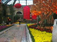 ‘Golden Gate’  mums flank a walkway as part  of the Chinese New Year display  at the Bellagio.