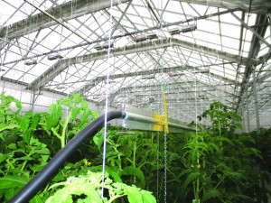 Bright Farms in Yardley, Pa., uses TrueLeaf technologies, including aluminum fin pipe for heating. 