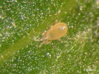Amblyline cu (Amblyseius cucumeris), part of Syngenta's Bioline product line