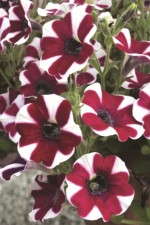 Petunia 'Cascadias Bicolor Cabernet'