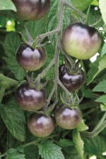 'Indigo Rose' Tomato from Burpee Home Gardens