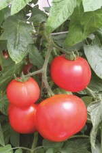 'Homeslice' Tomato from Burpee Home Gardens