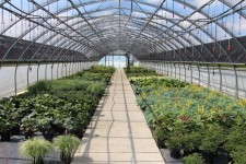 Perennials at Krueger-Maddux Greenhouses