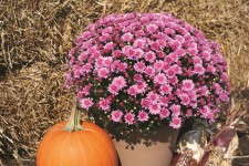 Chrysanthemum 'Chelsey Pink'