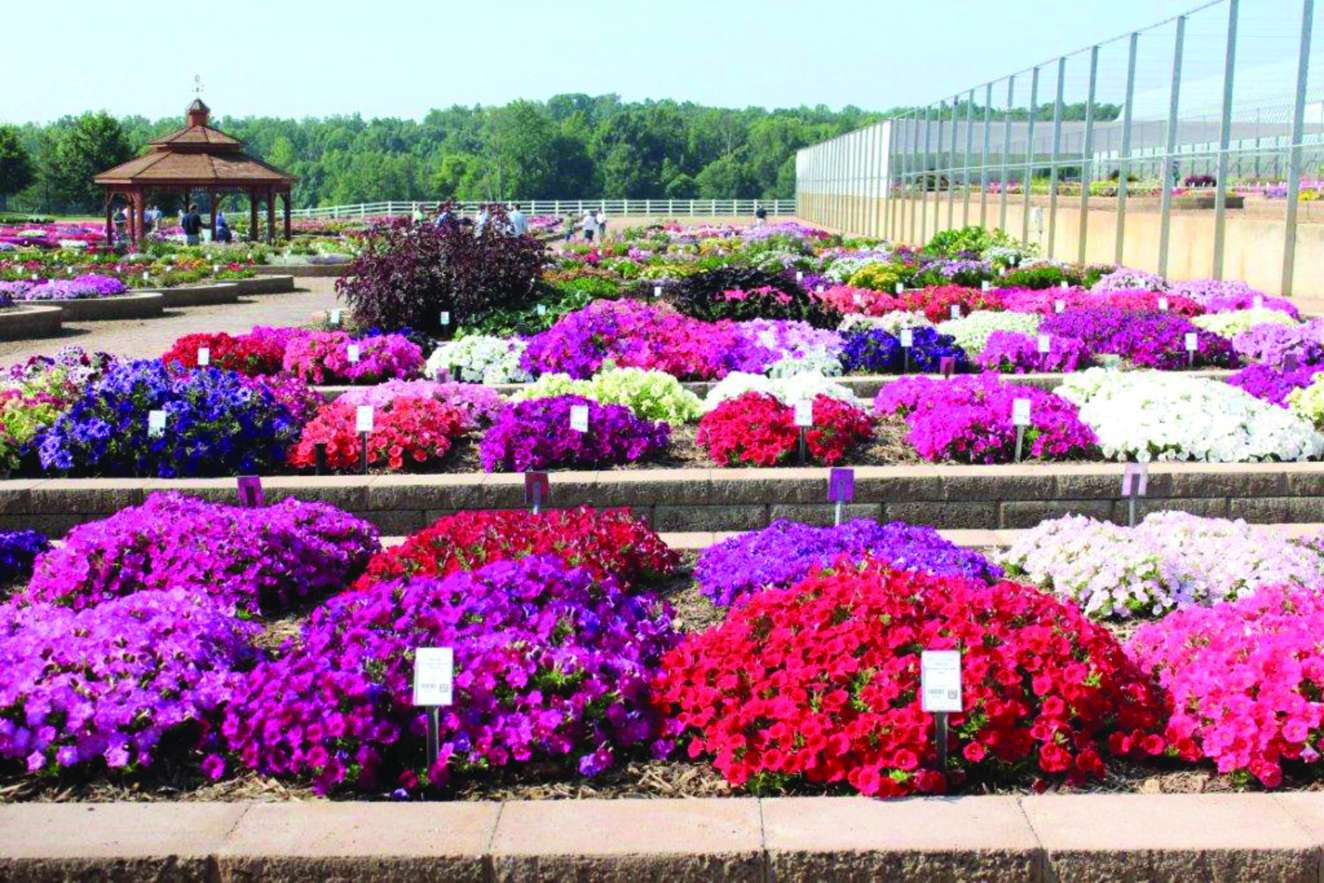 2015 Metrolina Greenhouses Huntersville NC Field Trials Results