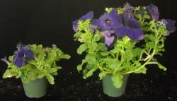Fig. 1 Petunias finished  in cooler temperatures in an unheated high tunnel (left) were more compact than plants finished in a heated greenhouse (right).