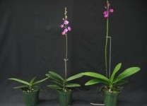 Phalaenopsis pulcherrima placed under a 9-hour (left) or a 14-hour (center) photoperiod for spiking. The plant on the right is a Doritenopsis ‘Purple Gem,’ a first-generation hybrid that naturally blooms in the summer.
