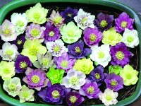 The explosion in helleborus breeding has resulted in many colors and flower types.