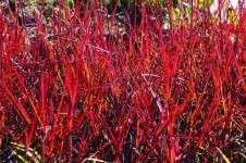 Andropogon 'Red October'