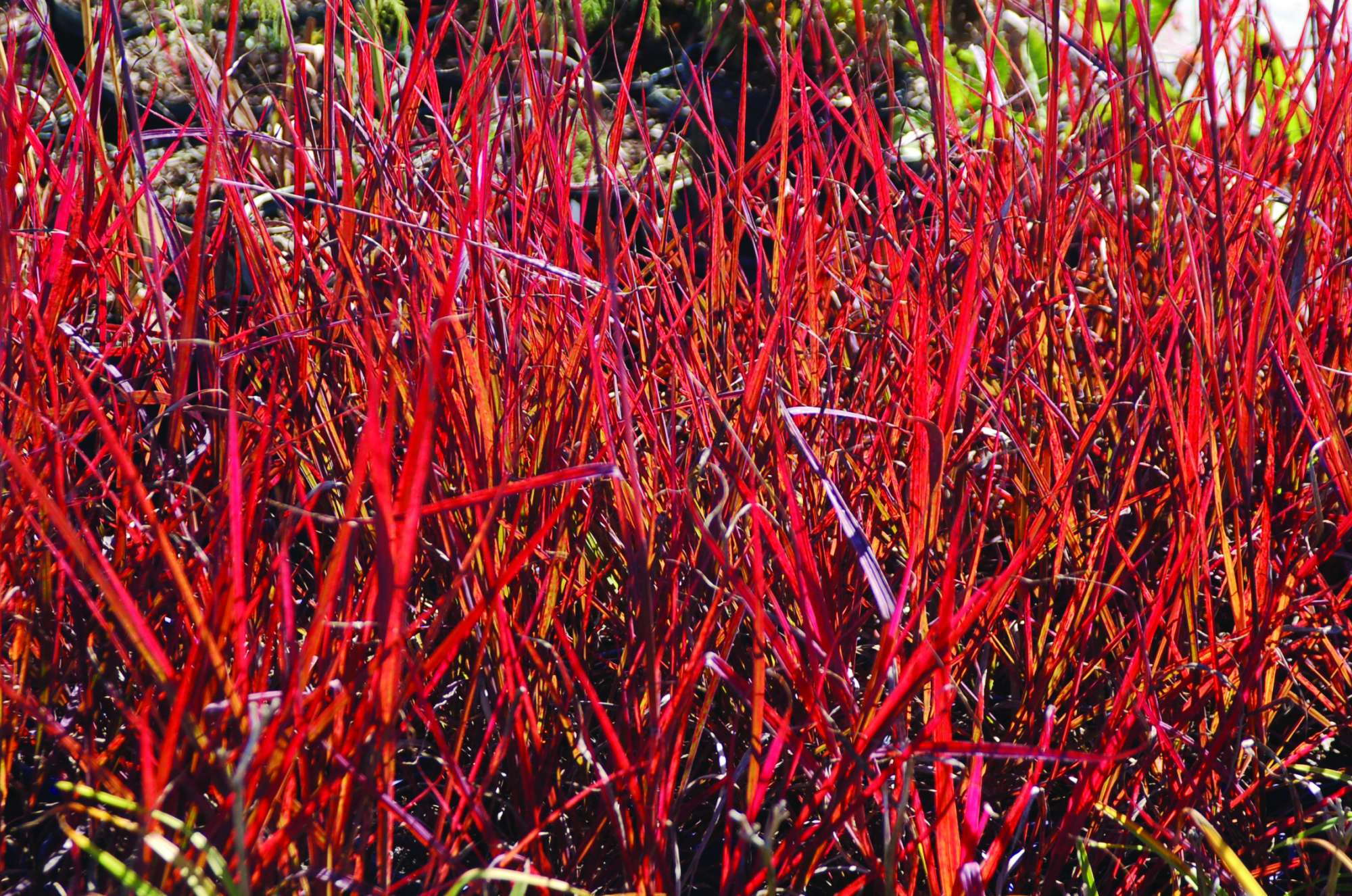 Red Stems And Red Flowers Make Andropogon 'Red October' A Hot Grass For
