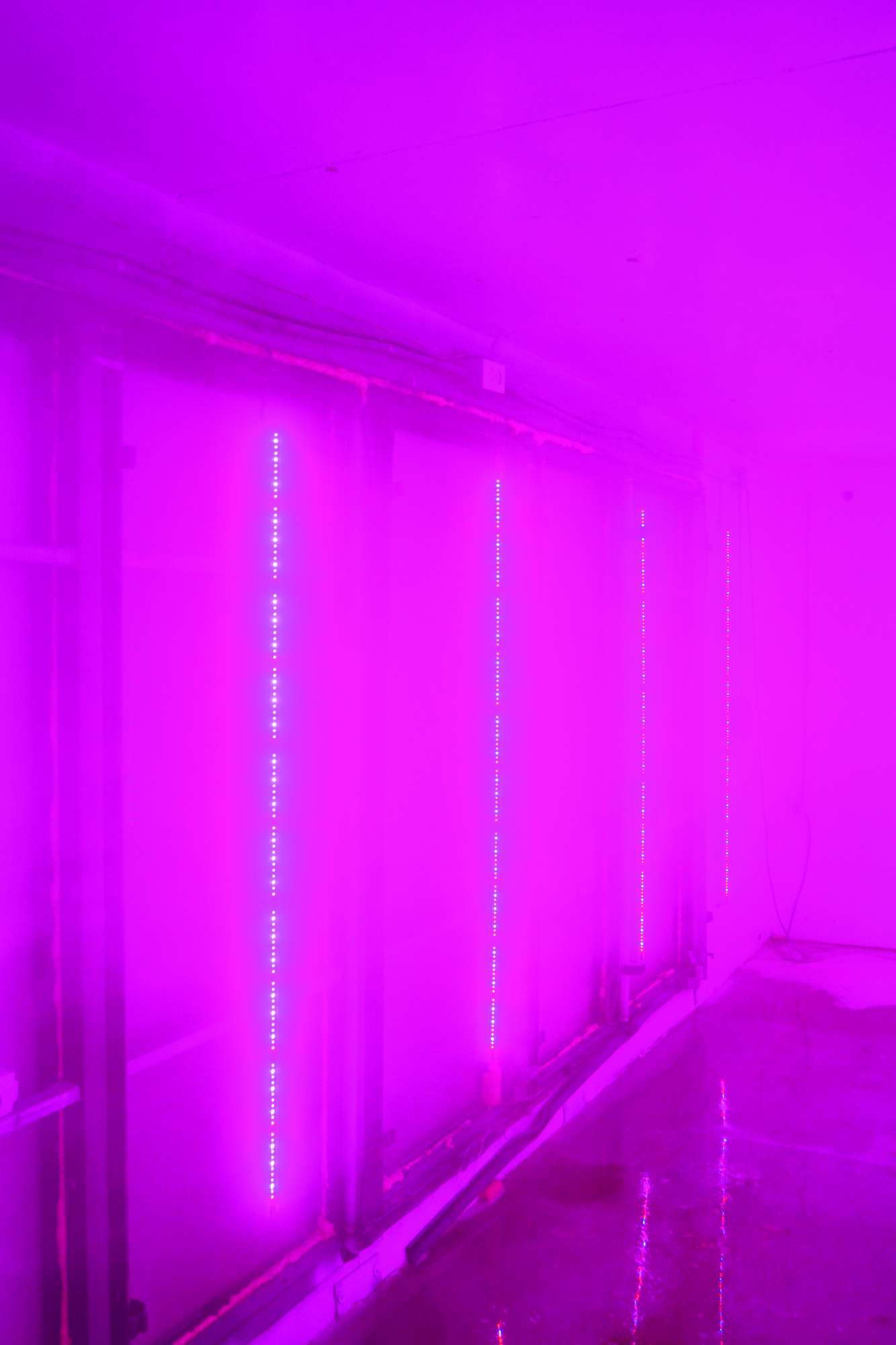 Philips And Green Sense Farms Tailor LED Grow Lights To ...