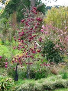Magnolia 'Genie' from PlantHaven International