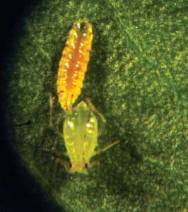 Aphidoletes aphidomyza biting an aphid on the leg. 