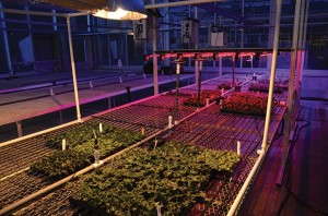 LED Lighting and cuttings