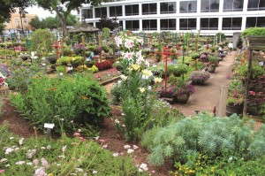 Armitage helped build the UGA Trial Gardens, which have become a proving grounds for new plant varieties.