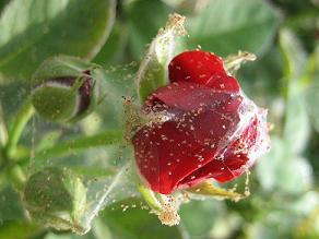 Two-spotted spider mite infestation on rose bud