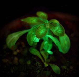 Nicotiana 'Starlight Avatar' from Bioglow is the world's first light-producing plant.