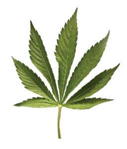 marijuana_web